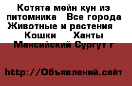 Котята мейн-кун из питомника - Все города Животные и растения » Кошки   . Ханты-Мансийский,Сургут г.